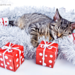 10 regali per chi ha un gatto